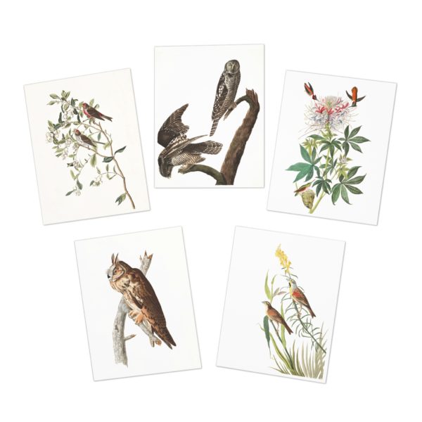 Audubon Collection Three - Multi-Design Greeting Cards (5-Pack)