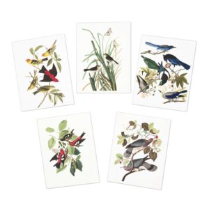 Audubon Collection Two - Multi-Design Greeting Cards (5-Pack)