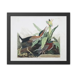 Green Heron - James Audubon 20x16" Art Print