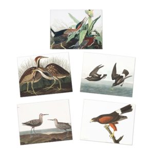 Audubon Collection One - Multi-Design Greeting Cards (5-Pack)